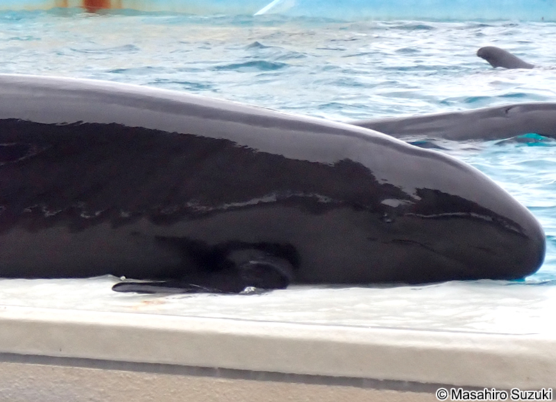 オキゴンドウ Pseudorca crassidens