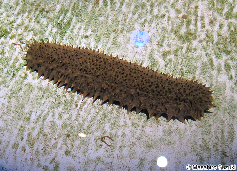 オキナマコ Apostichopus nigripunctatus