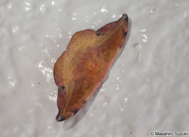 オキナワカギバ Oreta loochooana loochooana