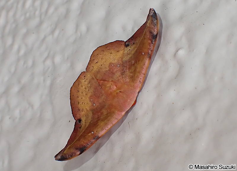 オキナワカギバ Oreta loochooana loochooana