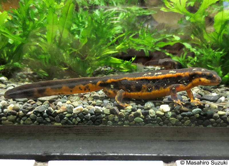 オキナワシリケンイモリ Cynops ensicauda popei