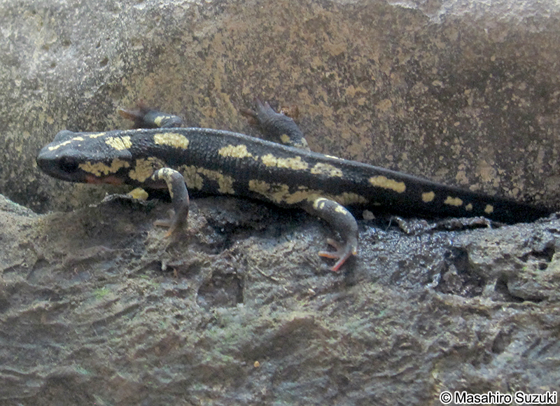 オキナワシリケンイモリ Cynops ensicauda popei