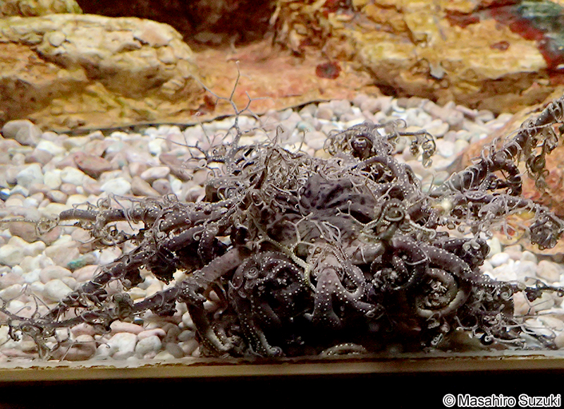 オキノテヅルモヅル Gorgonocephalus eucnemis