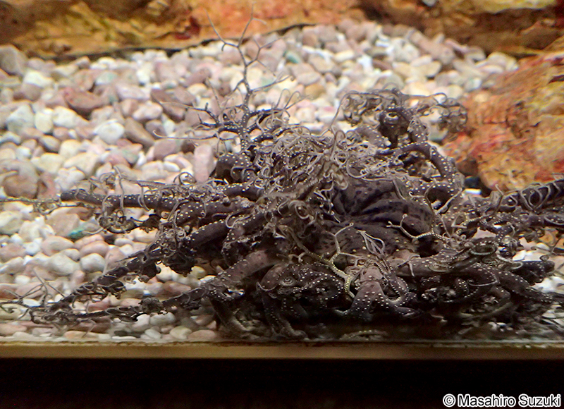 オキノテヅルモヅル Gorgonocephalus eucnemis