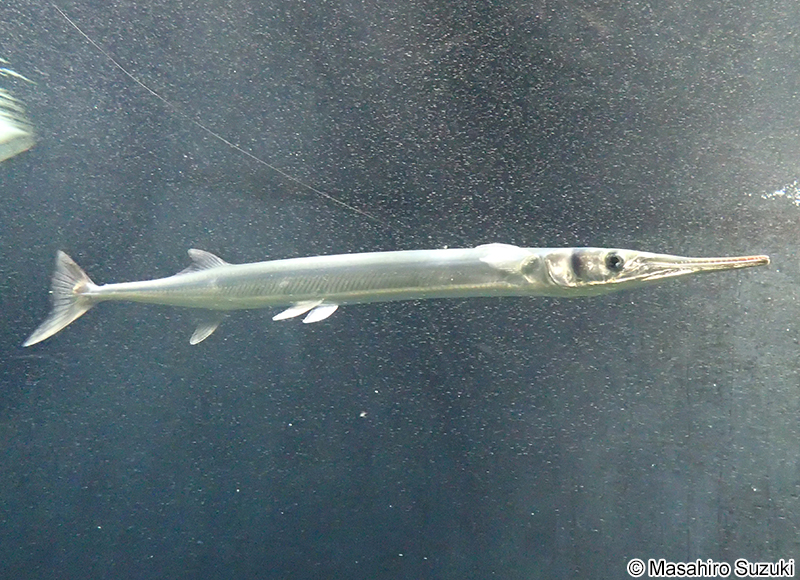 オキザヨリ Tylosurus crocodilus