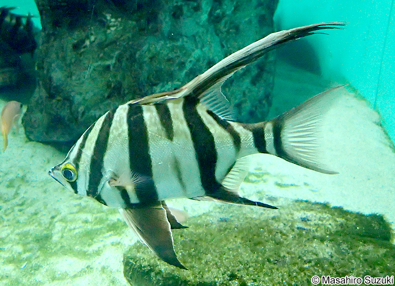 オールドワイフ Enoplosus armatus