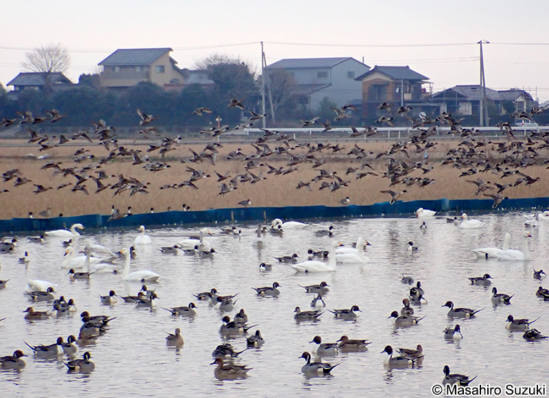 オナガカモ Anas acuta