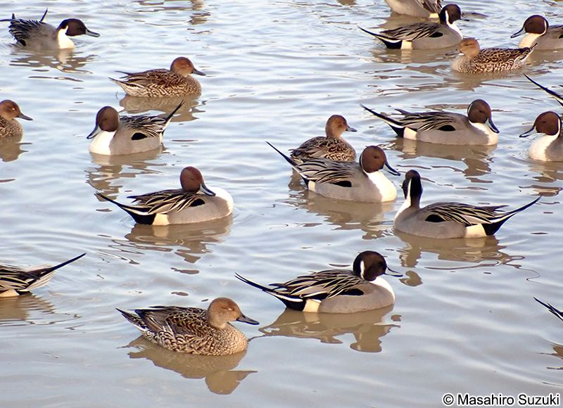 オナガカモ Anas acuta
