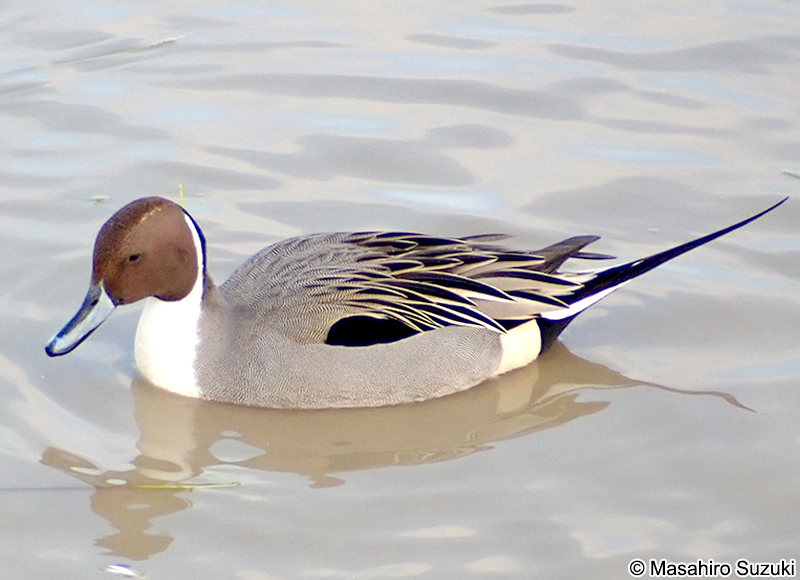 オナガカモ Anas acuta