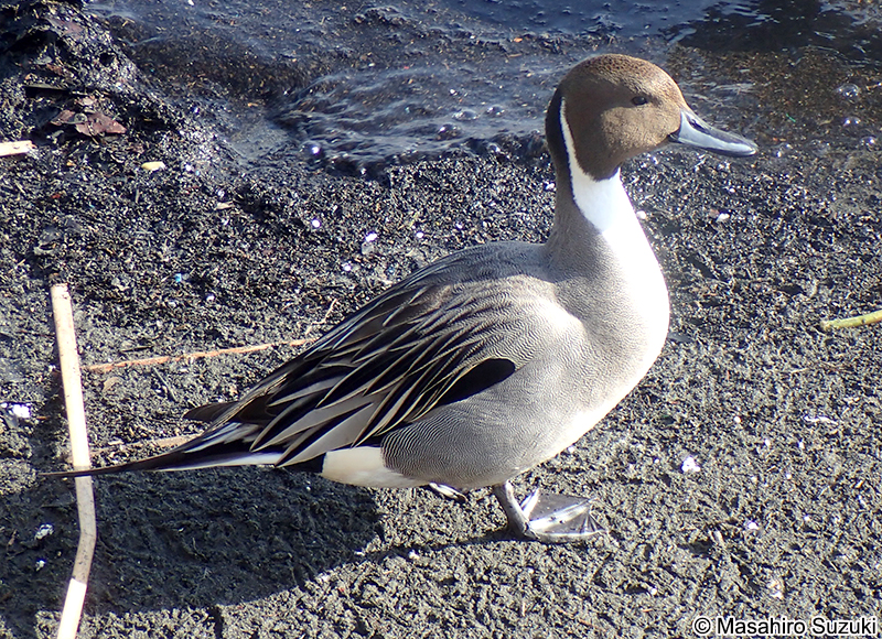 オナガカモ Anas acuta