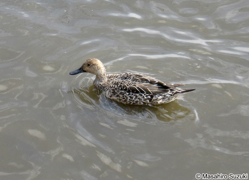 オナガカモ Anas acuta
