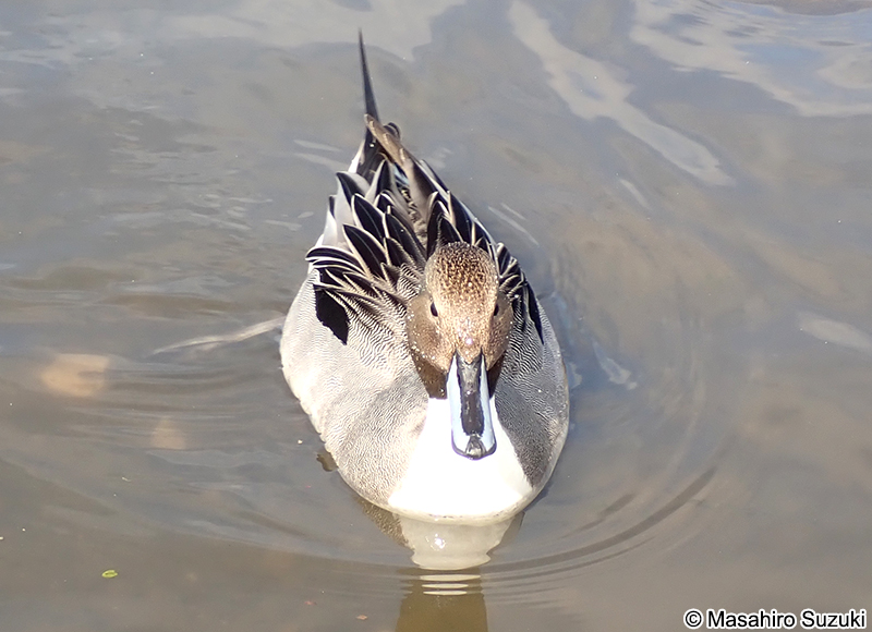オナガカモ Anas acuta