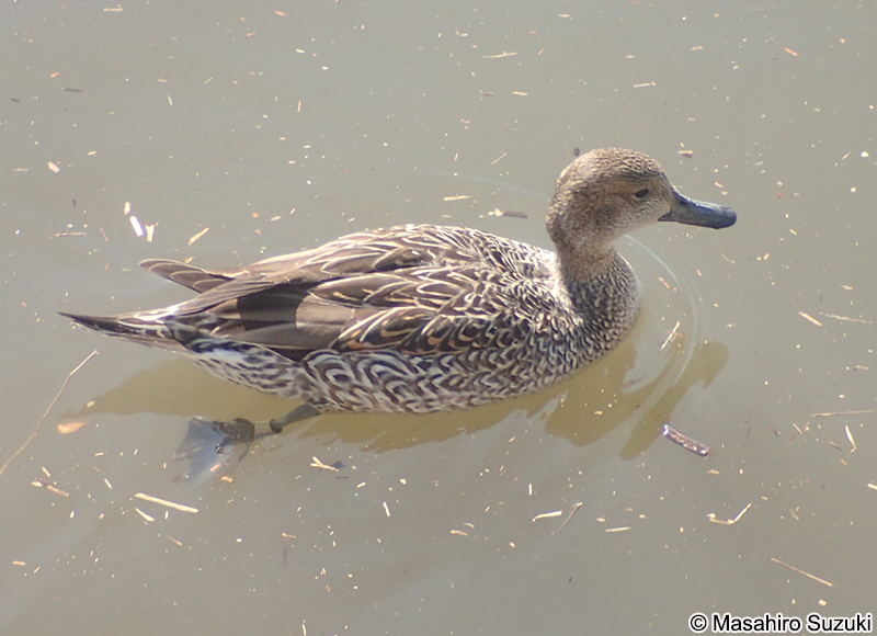 オナガカモ Anas acuta