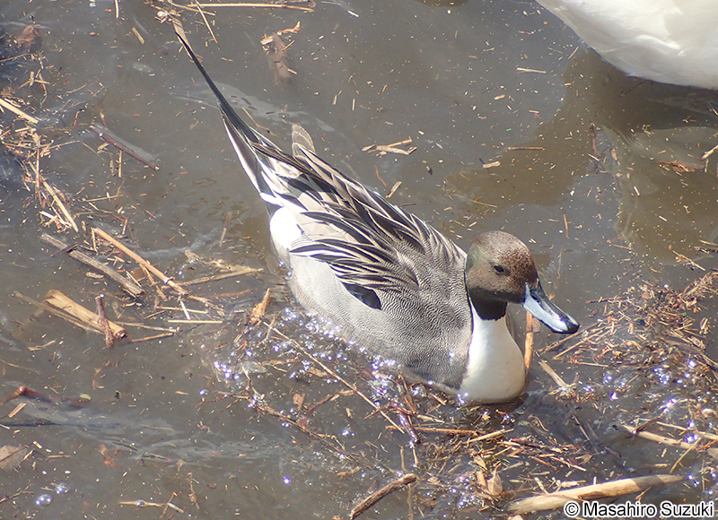 オナガカモ Anas acuta