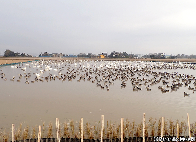 オナガカモ Anas acuta