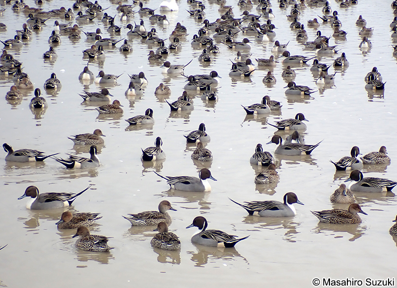 オナガカモ Anas acuta