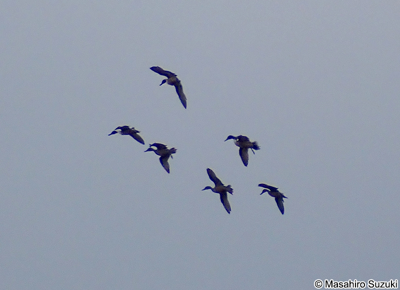 オナガカモ Anas acuta