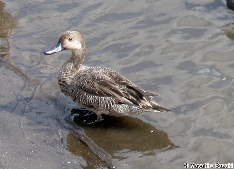 オナガカモ Anas acuta
