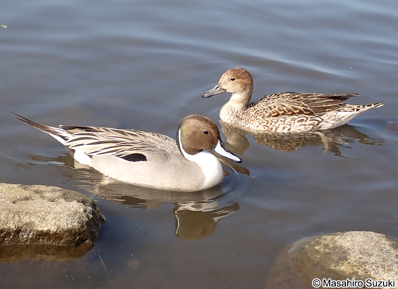オナガカモ Anas acuta