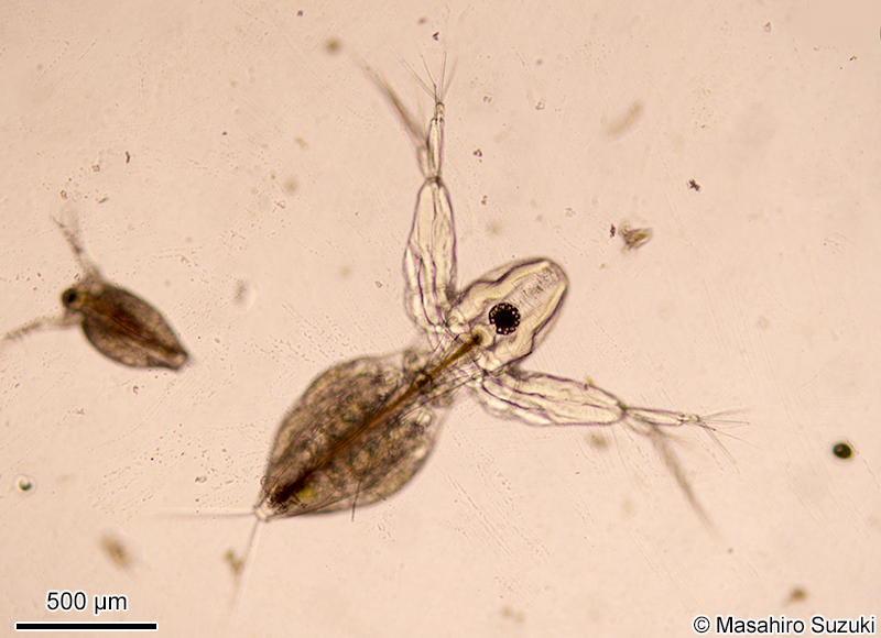 オナガミジンコ属の1種 Diaphanosoma sp.