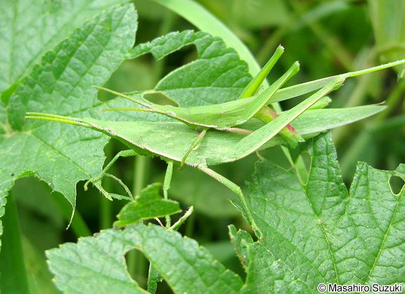 オンブバッタ Atractomorpha lata