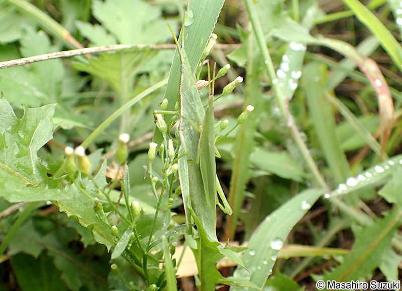 オンブバッタ Atractomorpha lata
