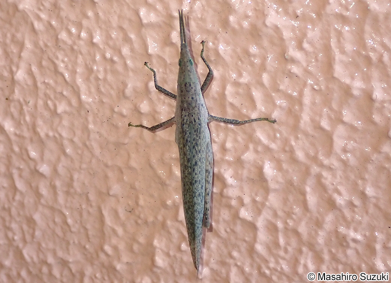 オンブバッタ Atractomorpha lata