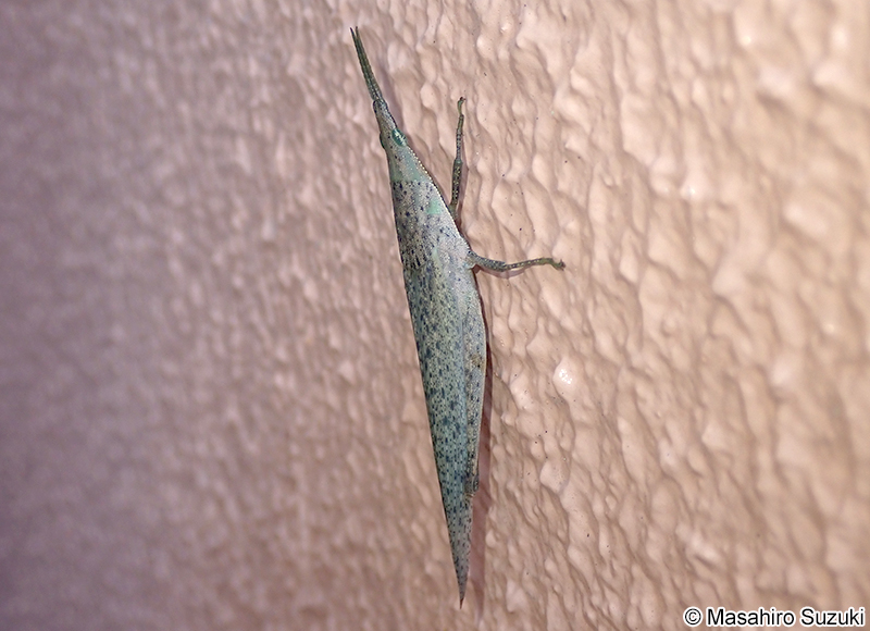 オンブバッタ Atractomorpha lata