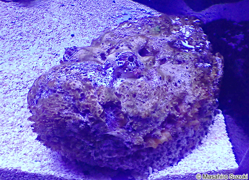 オニダルマオコゼ Synanceia verrucosa