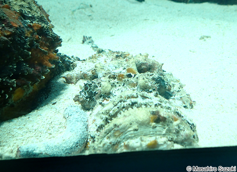 オニダルマオコゼ Synanceia verrucosa