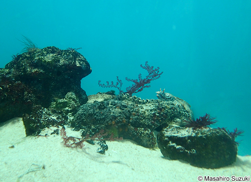 オニダルマオコゼ Synanceia verrucosa