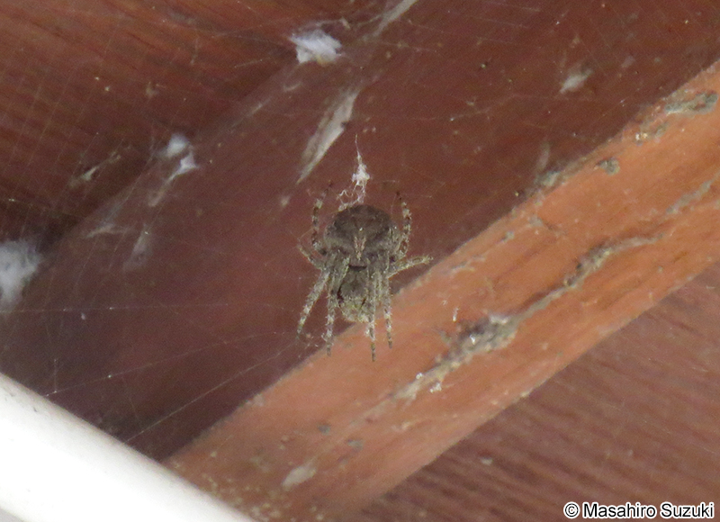 オニグモ Araneus ventricosus