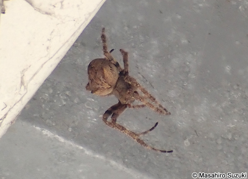 オニグモ Araneus ventricosus