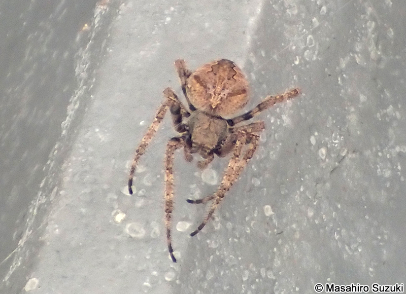 オニグモ Araneus ventricosus