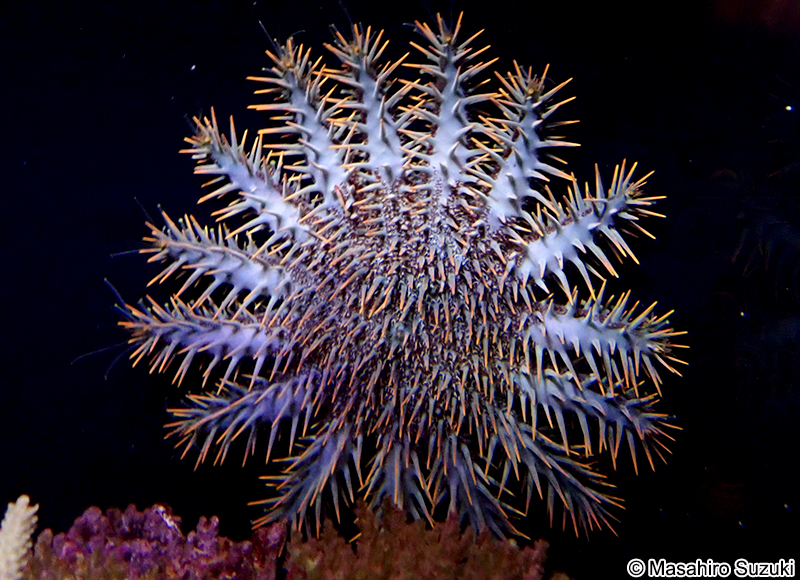 オニヒトデ Acanthaster planci