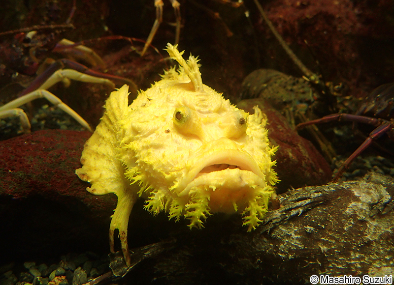 オニオコゼ Inimicus japonicus