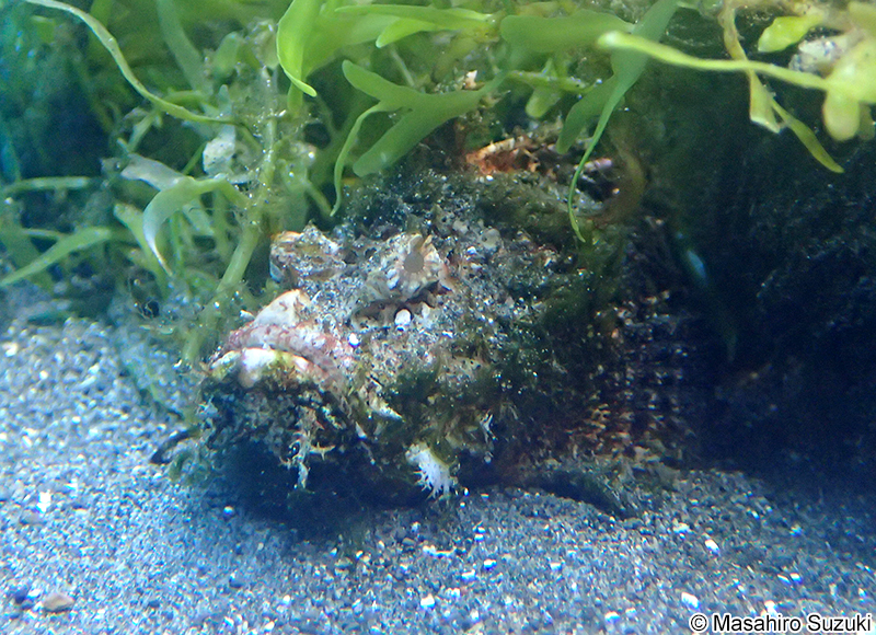 オニオコゼ Inimicus japonicus