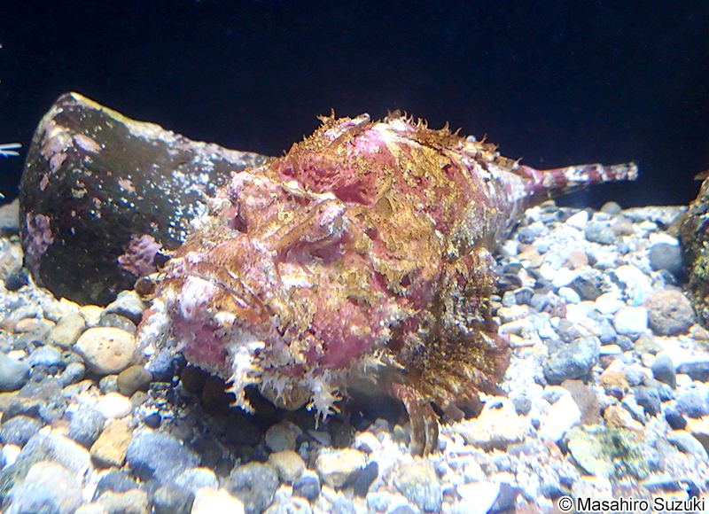 オニオコゼ Inimicus japonicus