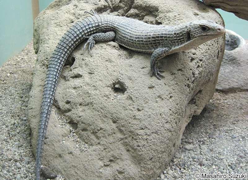 オニプレートトカゲ Broadleysaurus major