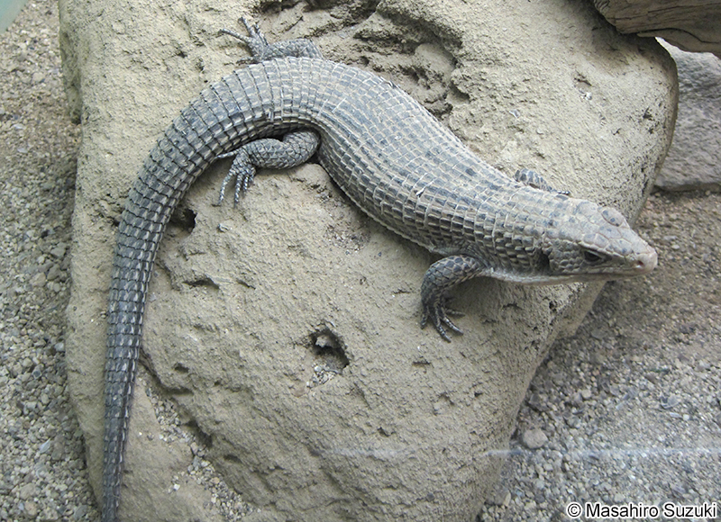 オニプレートトカゲ Broadleysaurus major