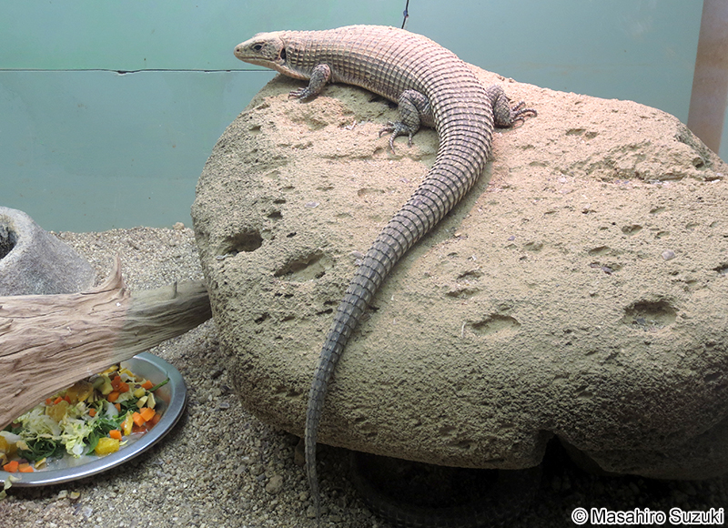 オニプレートトカゲ Broadleysaurus major