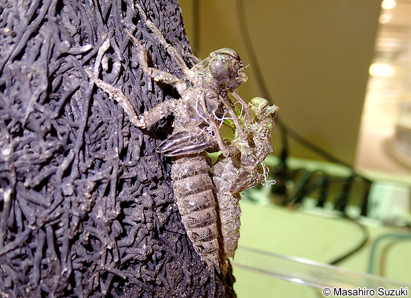 オニヤンマ Anotogaster sieboldii