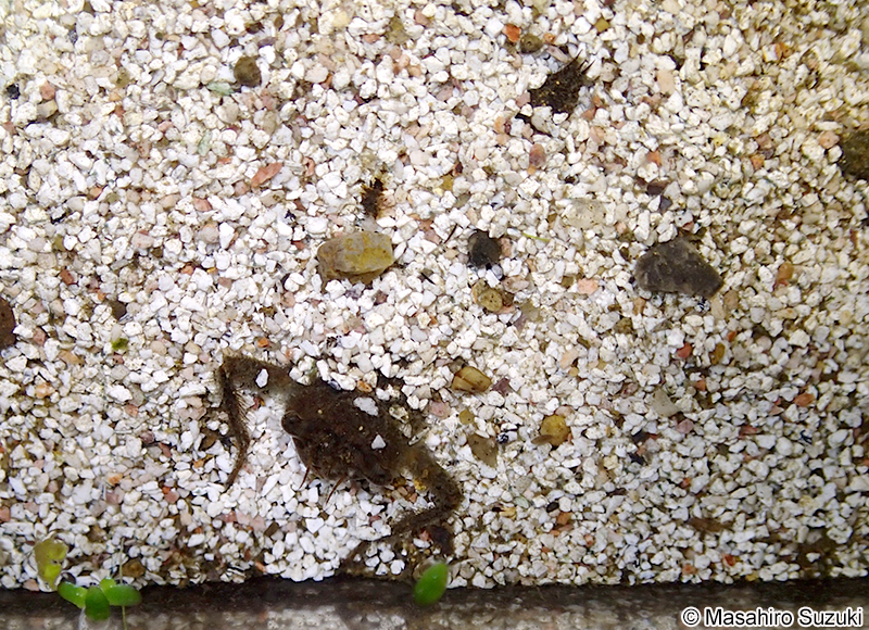 オニヤンマ Anotogaster sieboldii