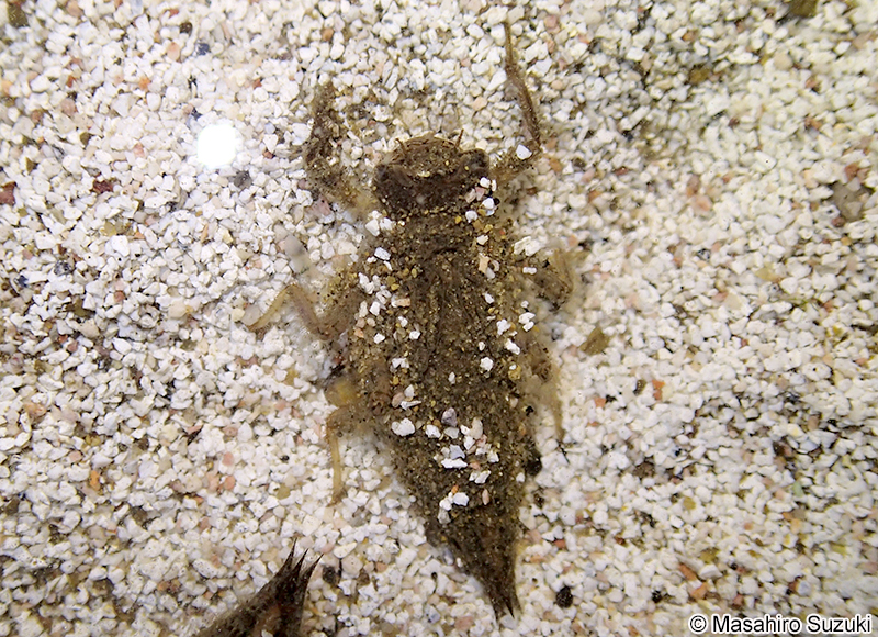 オニヤンマ Anotogaster sieboldii
