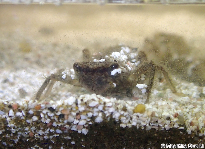 オニヤンマ Anotogaster sieboldii