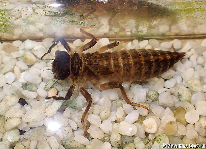 オニヤンマ Anotogaster sieboldii