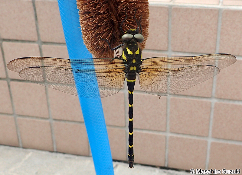 オニヤンマ Anotogaster sieboldii