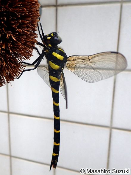 オニヤンマ Anotogaster sieboldii