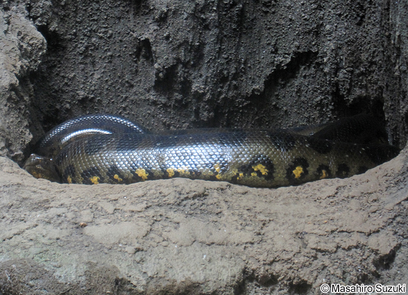 オオアナコンダ Eunectes murinus