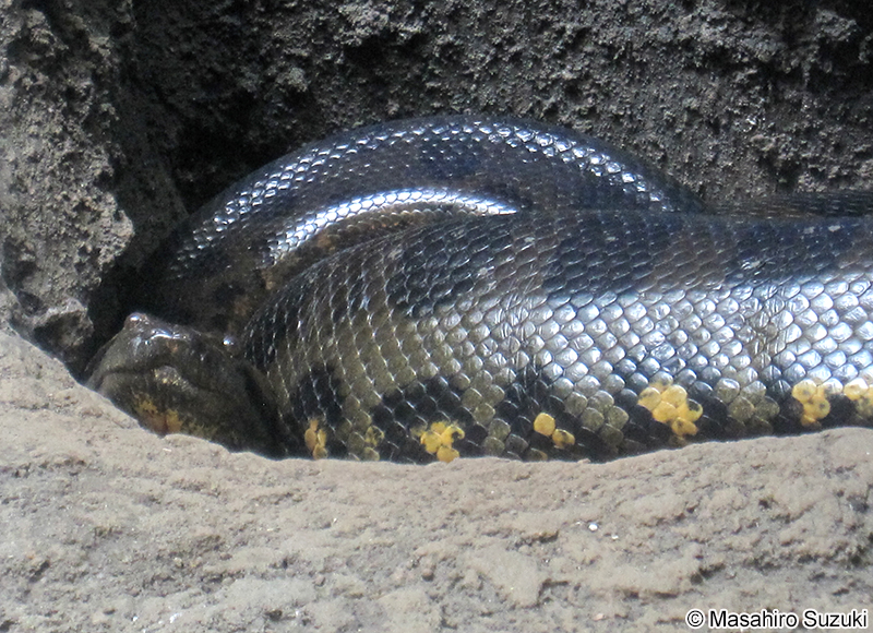 オオアナコンダ Eunectes murinus